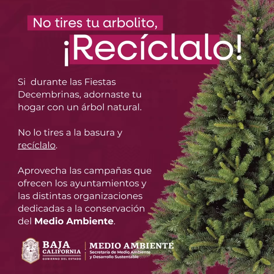 Campa�a de reciclaje de �rboles navide�os