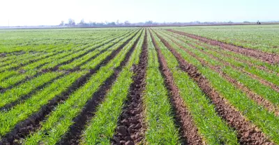 Ofrecer�n Seminario a los productores de Trigo del Valle de Mexicali