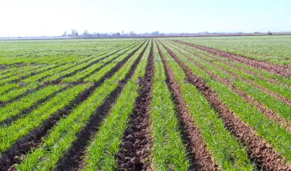 Ofrecer�n Seminario a los productores de Trigo del Valle de Mexicali
