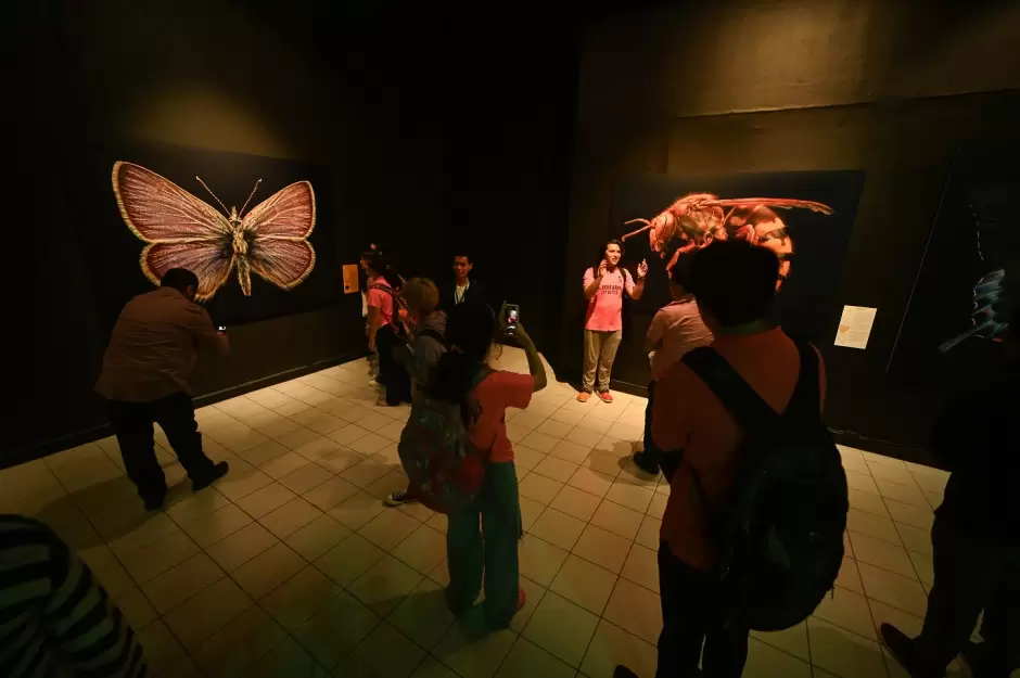 Exposici�n "Insectos: extintos y en peligro"