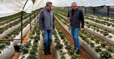 Constat� titular de Agricultura avance de la siembra de berries en San Quint�n