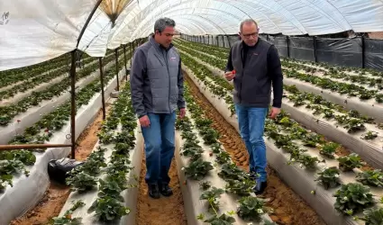 Constat� titular de Agricultura avance de la siembra de berries en San Quint�n