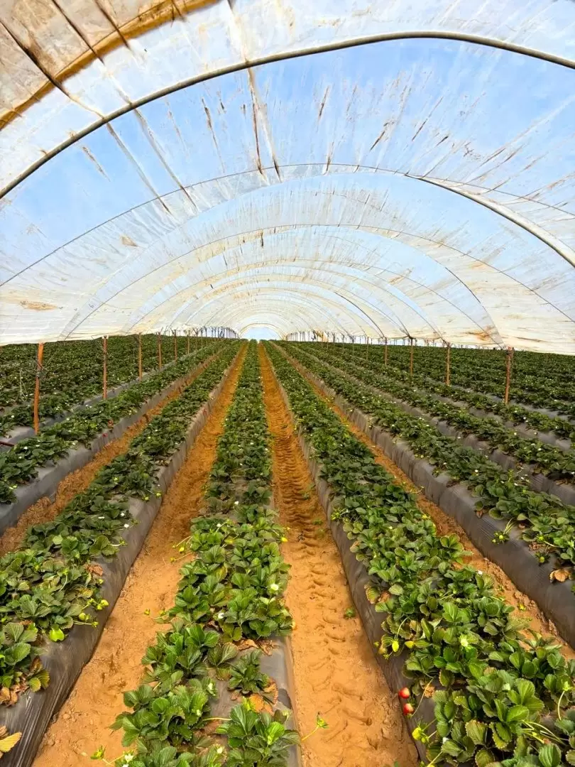 Constat� titular de Agricultura avance de la siembra de berries en San Quint�n