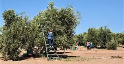 Producci�n de aceituna en Sonora