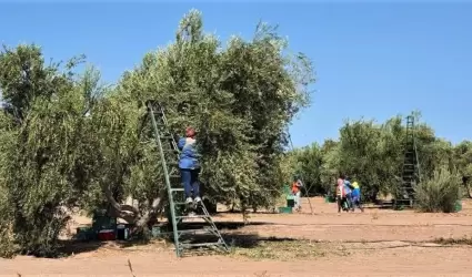 Producci�n de aceituna en Sonora