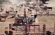 Reinicia en Sonora la exportaci�n de ganado hacia EEUU este jueves