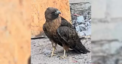 Rescatan halc�n cola roja en Mexicali