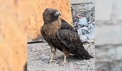 Rescatan halc�n cola roja en Mexicali