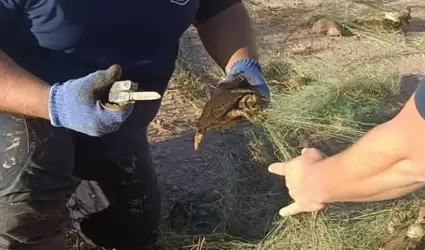 Tortugas Cajeme