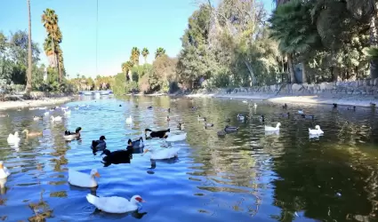Reactivan accesos limitados en Parque Morelos
