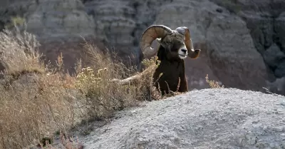 borrego cimarr�n