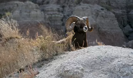 borrego cimarr�n