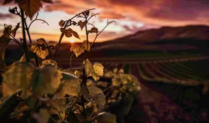 Sector vitivin�cola en M�xico