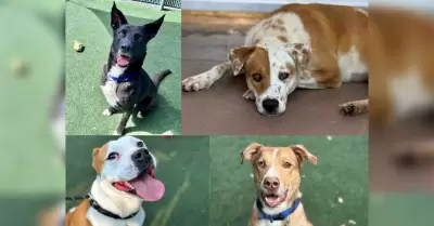 Adopci�n de mascotas