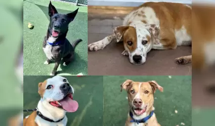 Adopci�n de mascotas