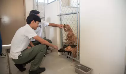 Bienestar animal