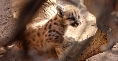 Cr�as de puma en el Centro Ecol�gico
