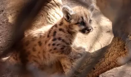 Cr�as de puma en el Centro Ecol�gico