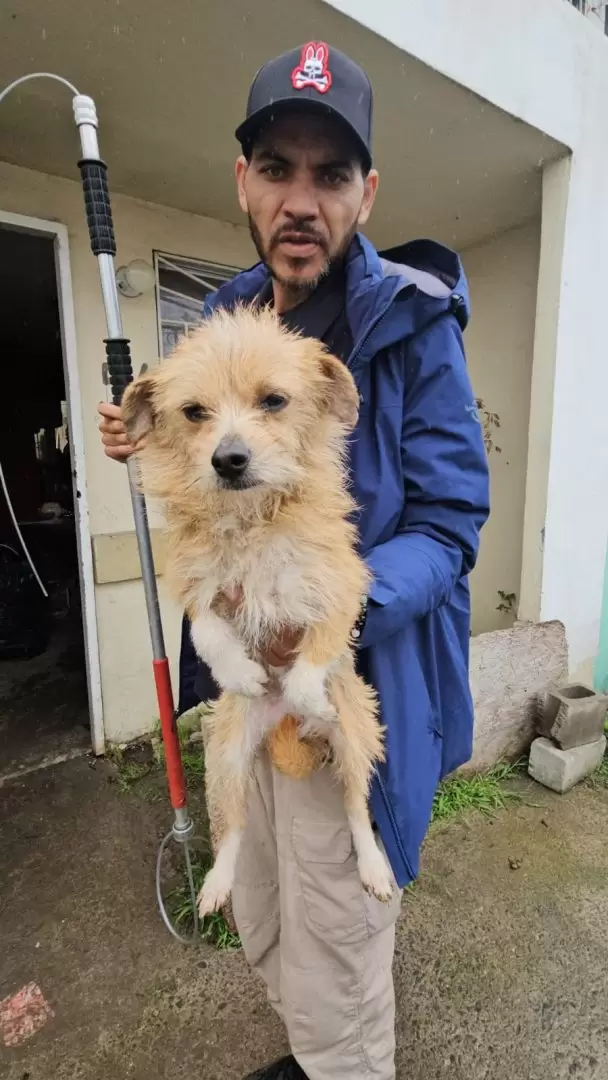 Rescate de 3 caninos