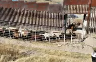 �Otra Vez! Estados Unidos suspende exportaci�n de ganado mexicano
