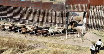 Exportaci�n de ganado