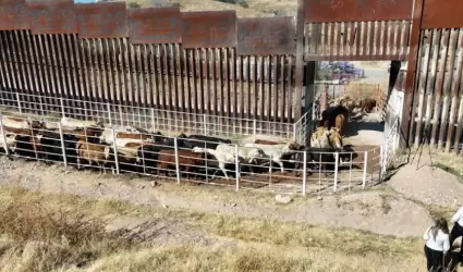 Exportaci�n de ganado