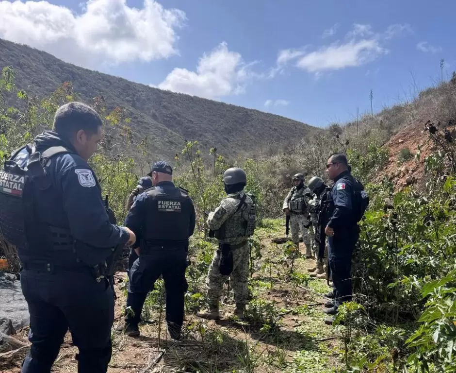 Localizan y destruyen plant�o de marihuana en Tijuana