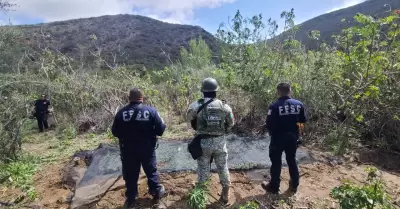 Localizan y destruyen plant�o de marihuana en Tijuana