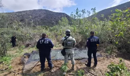 Localizan y destruyen plant�o de marihuana en Tijuana