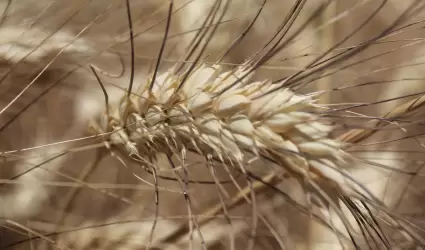 Trigo cristalino