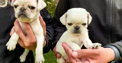 Perros