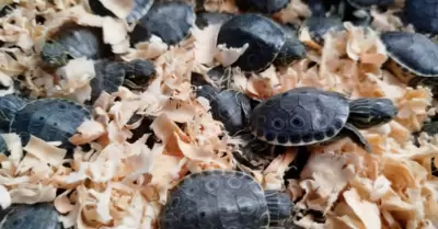 Tortugas pavo real