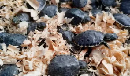 Tortugas pavo real
