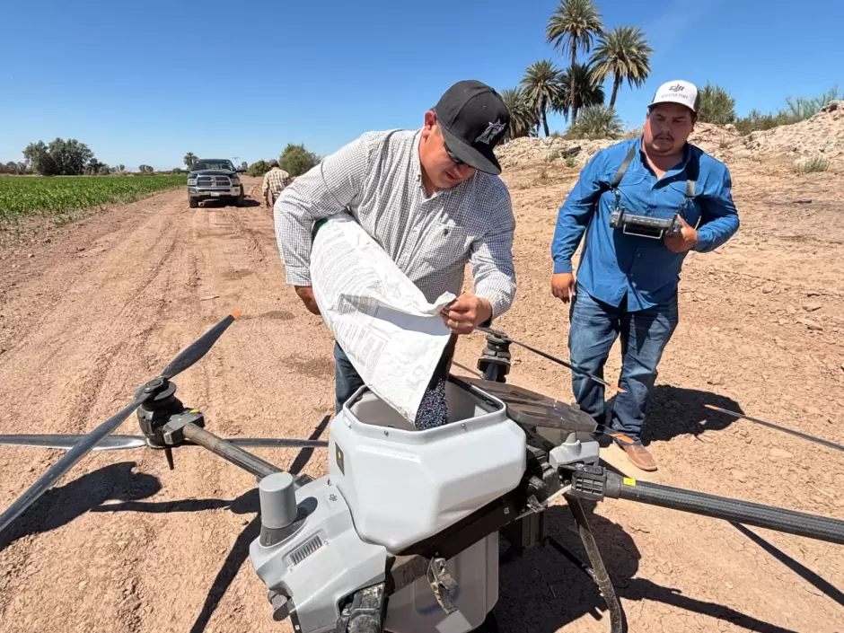 Cultivo de ma�z en el Valle de Mexicali