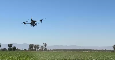 Cultivo de ma�z en el Valle de Mexicali