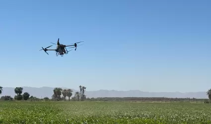 Cultivo de ma�z en el Valle de Mexicali