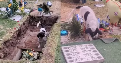 Perro en funeral