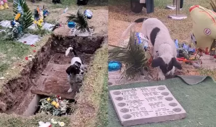 Perro en funeral