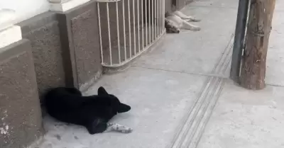 Perros callejeros