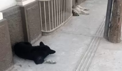 Perros callejeros