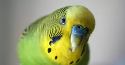 Perico
