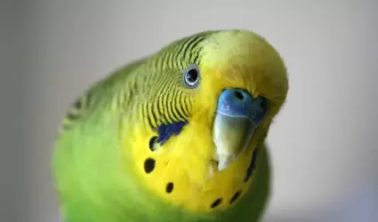 Perico