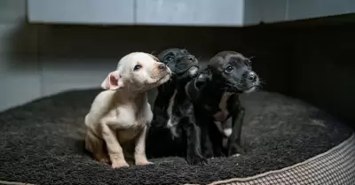 Perro perros perritos