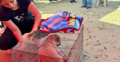 Jornada de esterilizaci�n