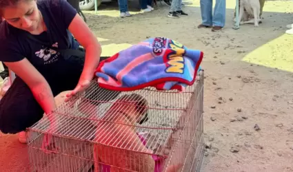 Jornada de esterilizaci�n
