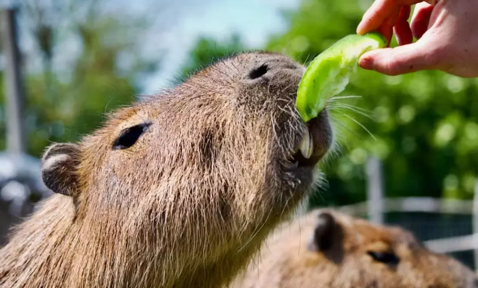 Capibara