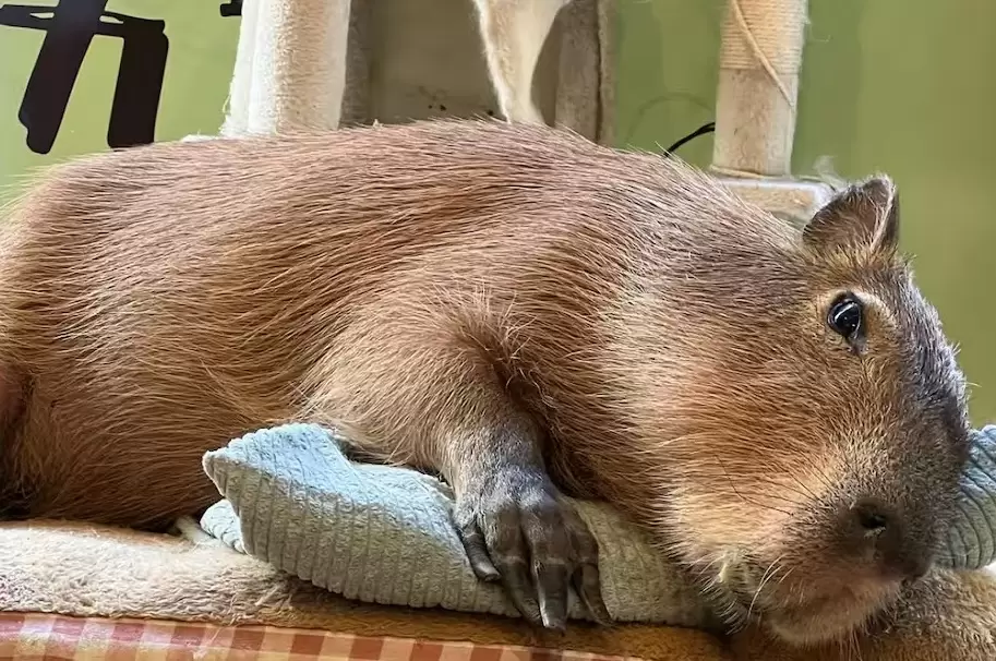 Capibara