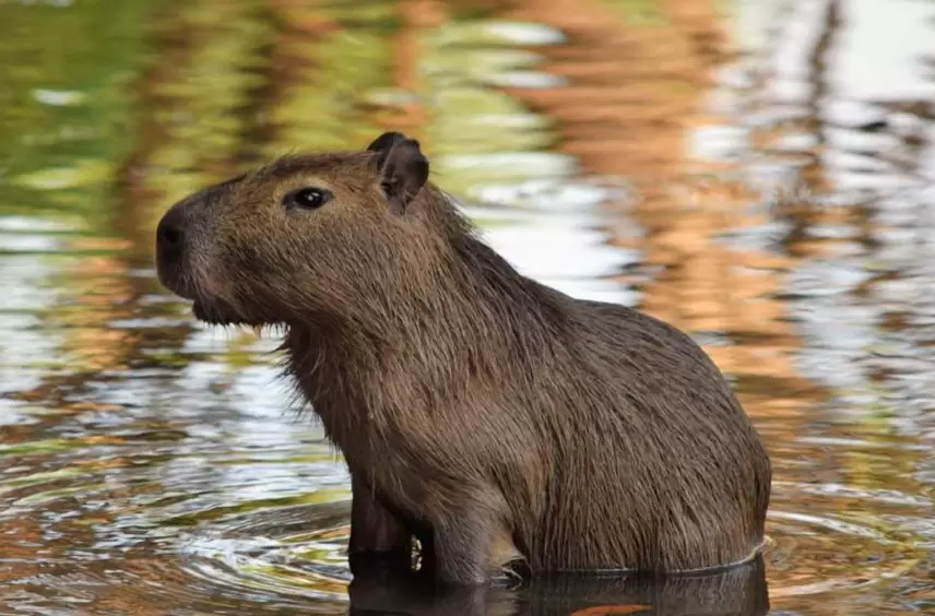 Capibara