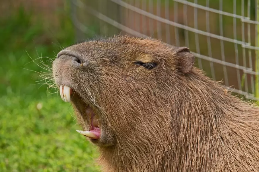 Capibara