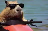 �Puedes tener un capibara como mascota?